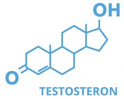 Tvorba testosterónu